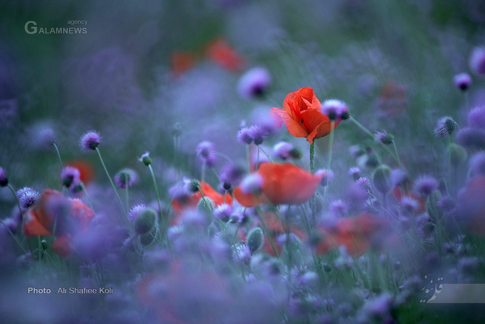 دشت شقایق اسالم – خلخال