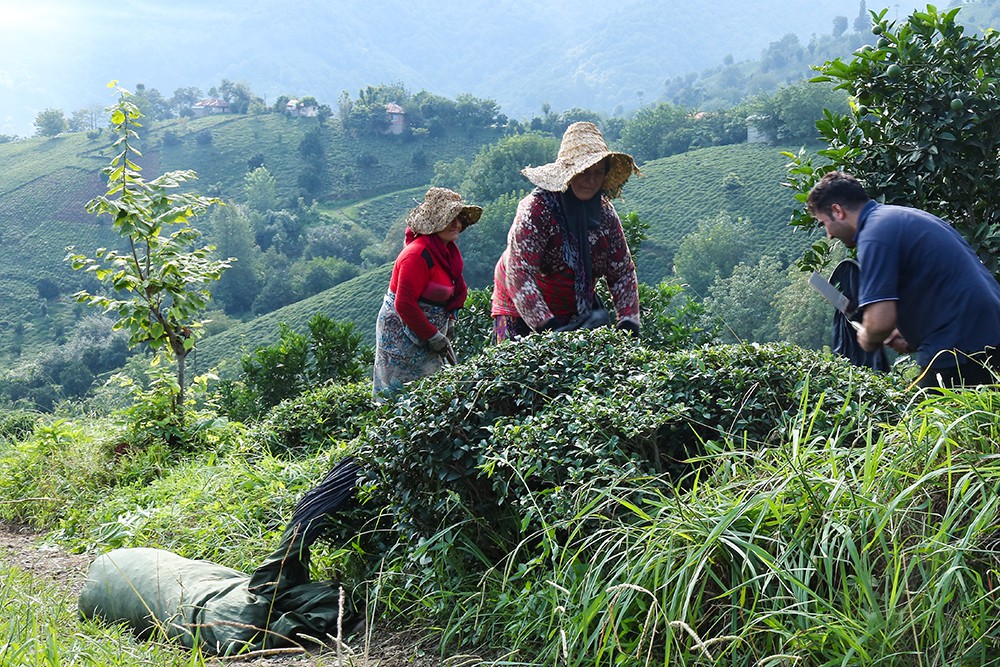 باغ چای سبز و کارخانه چای در ورکوره املش