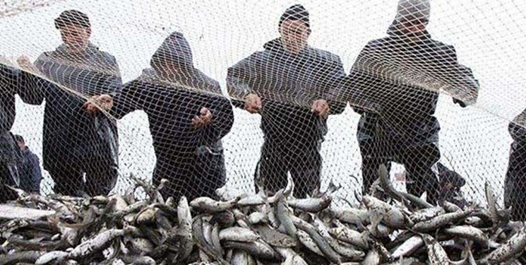 صید 84000 کیلوگرم ماهی توسط صیادان آستانه‌ای